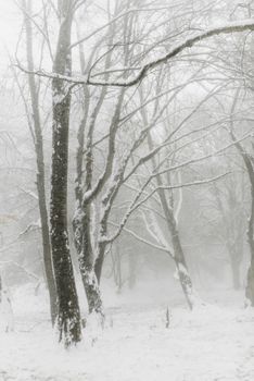 Serene winter forest scene with snow-covered, leafless trees under a cold, foggy sky.