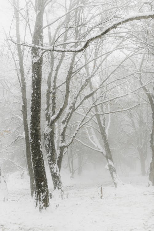 Free Leafless Trees Covered with Snow Stock Photo