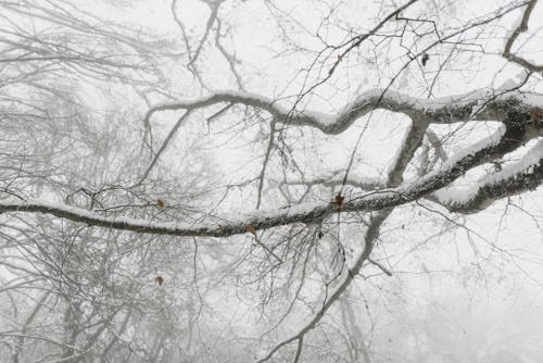 Tree Branches Covered with Snow