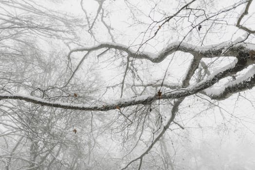 Serene view of snow-laden branches in a misty winter forest.