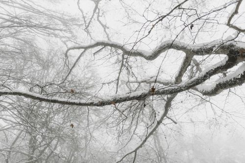 Free Serene view of snow-laden branches in a misty winter forest. Stock Photo