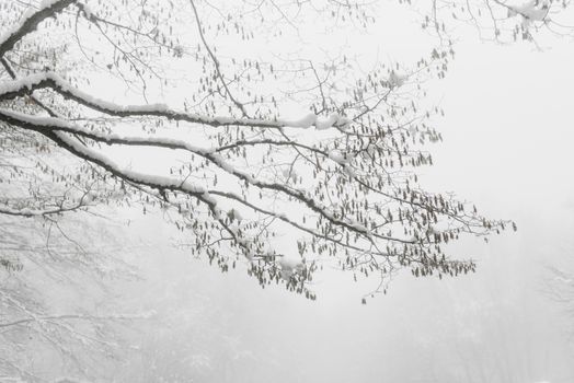 Snow-covered branches in a tranquil winter scene, evoking calmness and serenity.