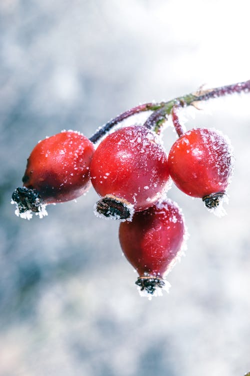 Red Round Fruits on Tree Branch