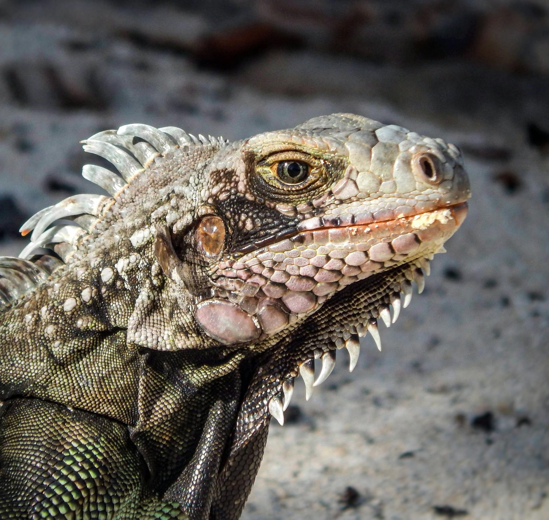 Detailed close-up of an iguana in St Thomas, showcasing its vibrant scales and natural habitat.