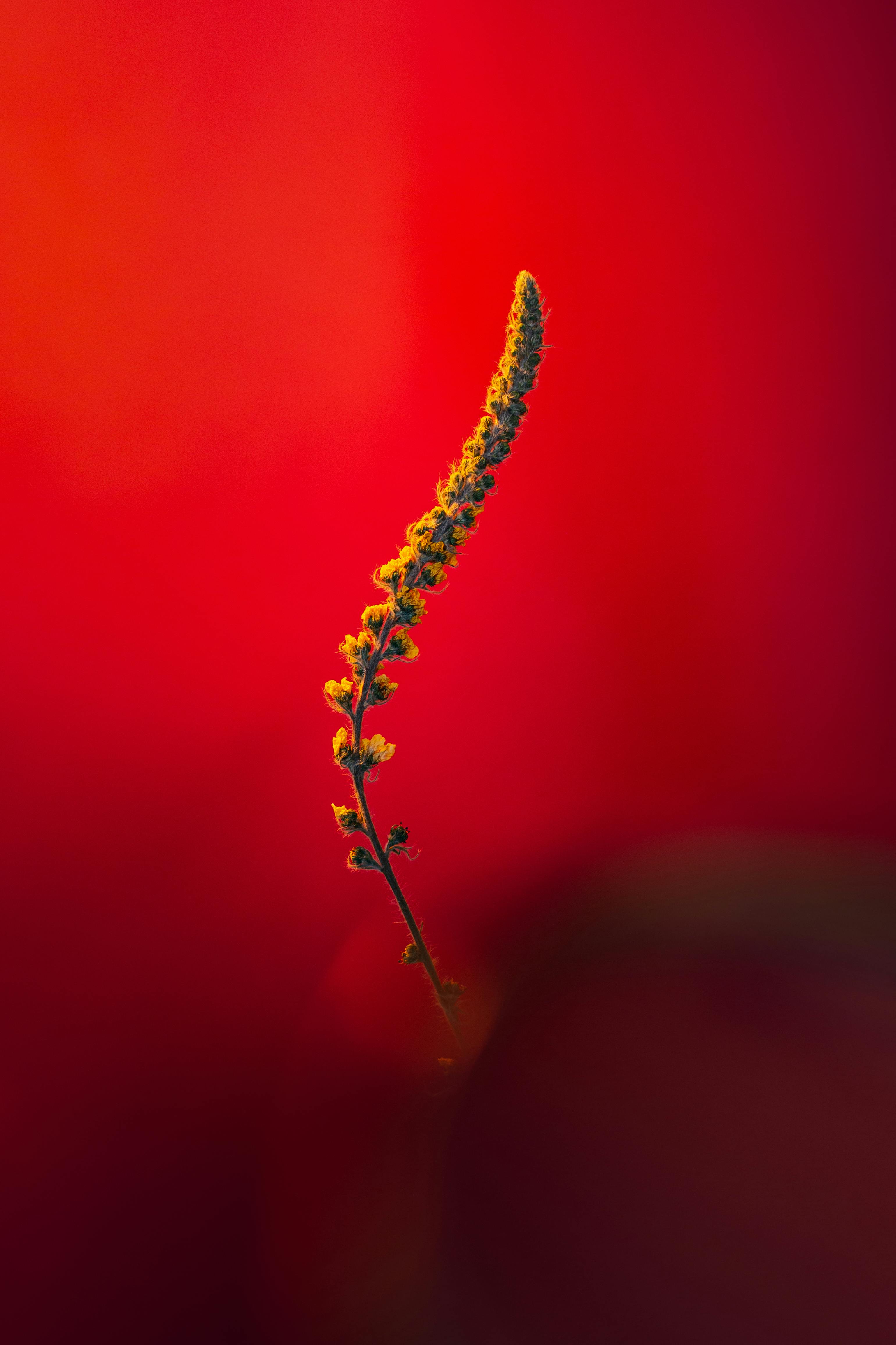 Striking yellow flower with rich red backdrop, highlighting artistic nature photography.
