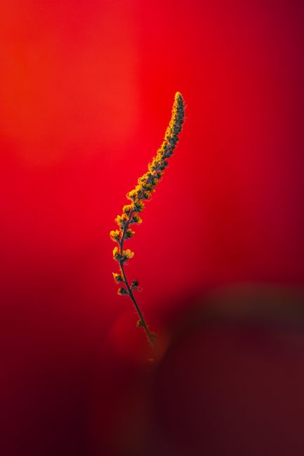 Striking yellow flower with rich red backdrop, highlighting artistic nature photography.