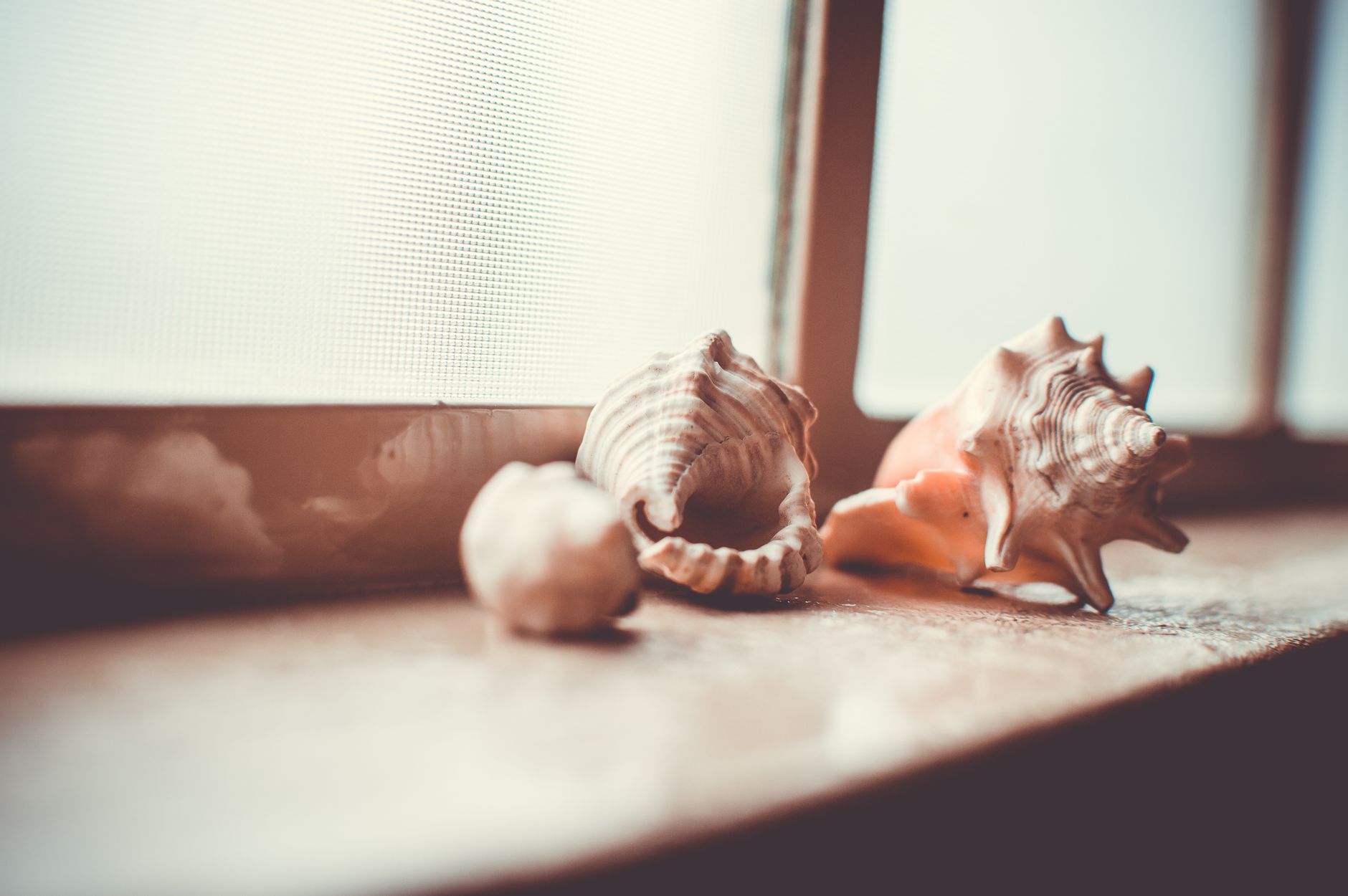 Sea Window View Sea Shell Brown Sea Shell on Brown Surface Near Window · Free Stock Photo