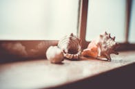 窗台上排列着一系列贝壳，阳光明媚，营造出温暖而怀旧的氛围