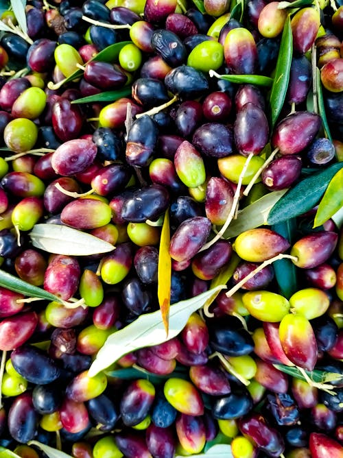 Free stock photo of olive, olive oil, olives