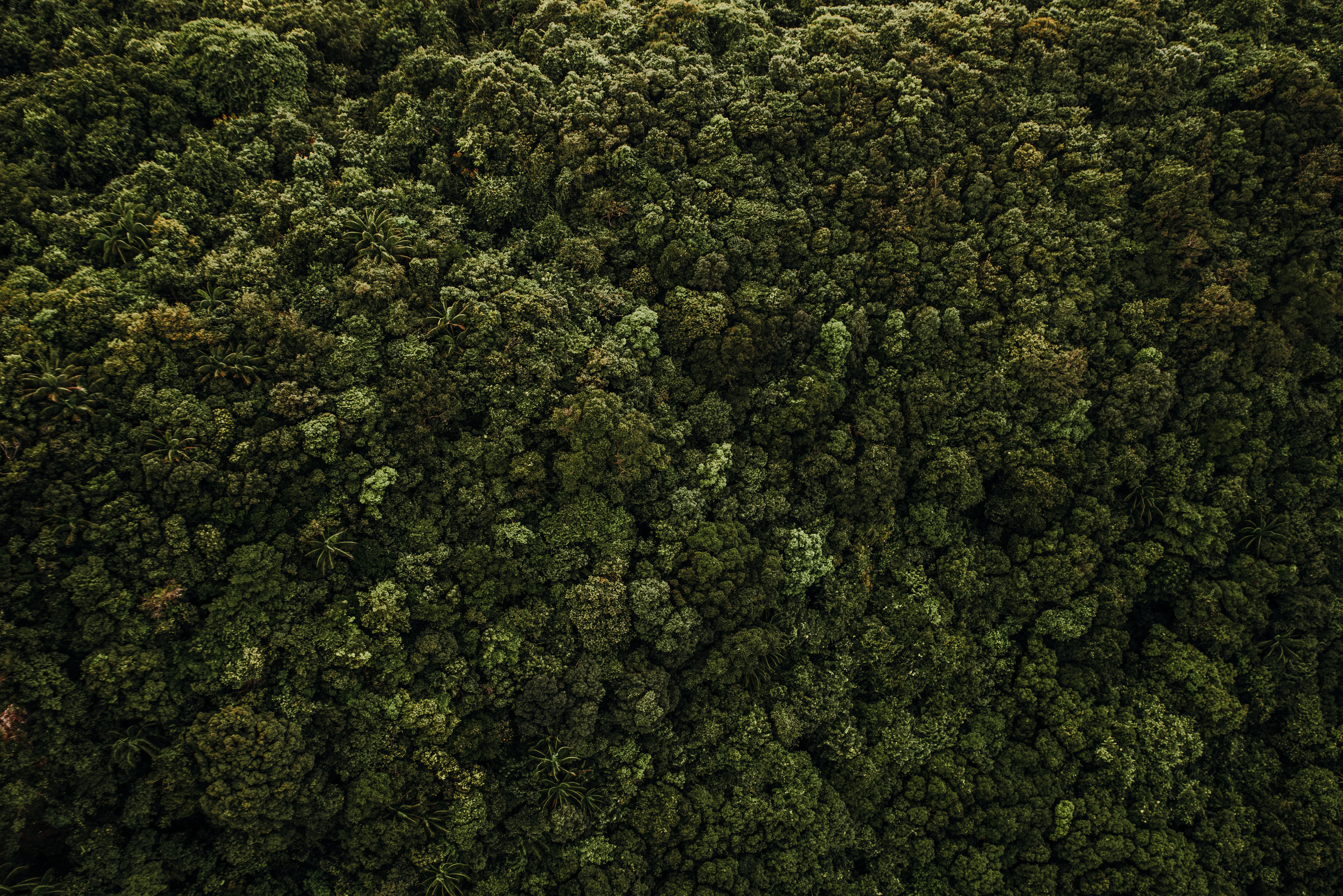 Aerial view of lush, dense tropical forest in Bali, showcasing diverse green foliage and natural beauty.