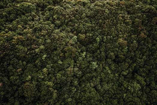 Aerial view of lush, dense tropical forest in Bali, showcasing diverse green foliage and natural beauty.