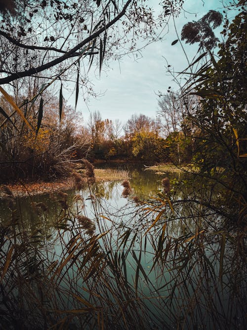 View of a Pond in a Forest