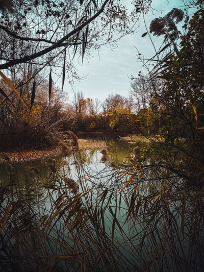 Autumn pond framed by reeds — erica mottin on Pexels