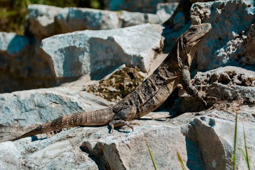 Free Lizard on a Rock  Stock Photo