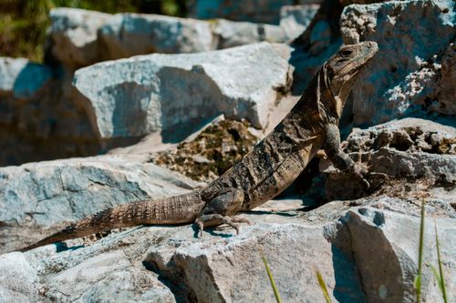 Free Close-up of a wild iguana basking on rocks in Tulum, Mexico. Stock Photo