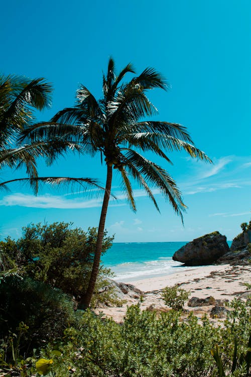 Green Palm Tree on White Sand Beach