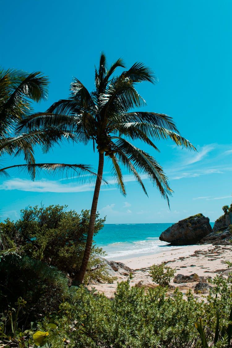 Green Palm Tree On White Sand Beach