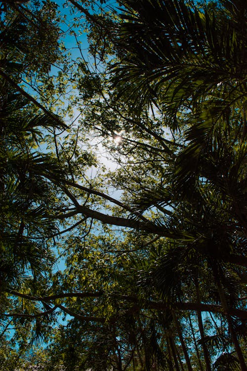 bezplatná Základová fotografie zdarma na téma les, příroda, slunce Základová fotografie