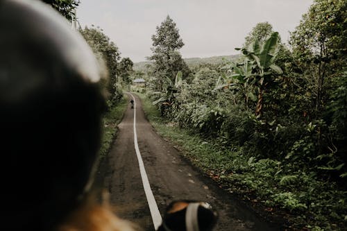 Route Goudronnée Grise Entre Les Plantes Vertes