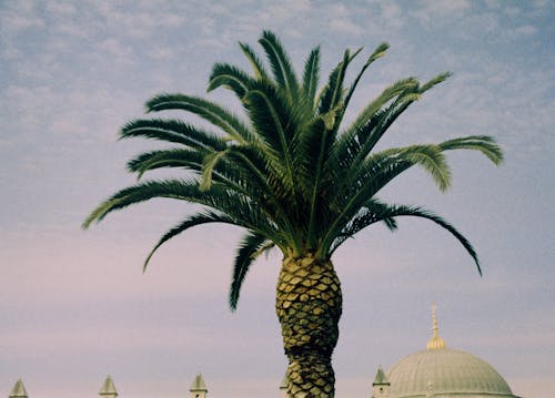Základová fotografie zdarma na téma Istanbul, krocan, palma
