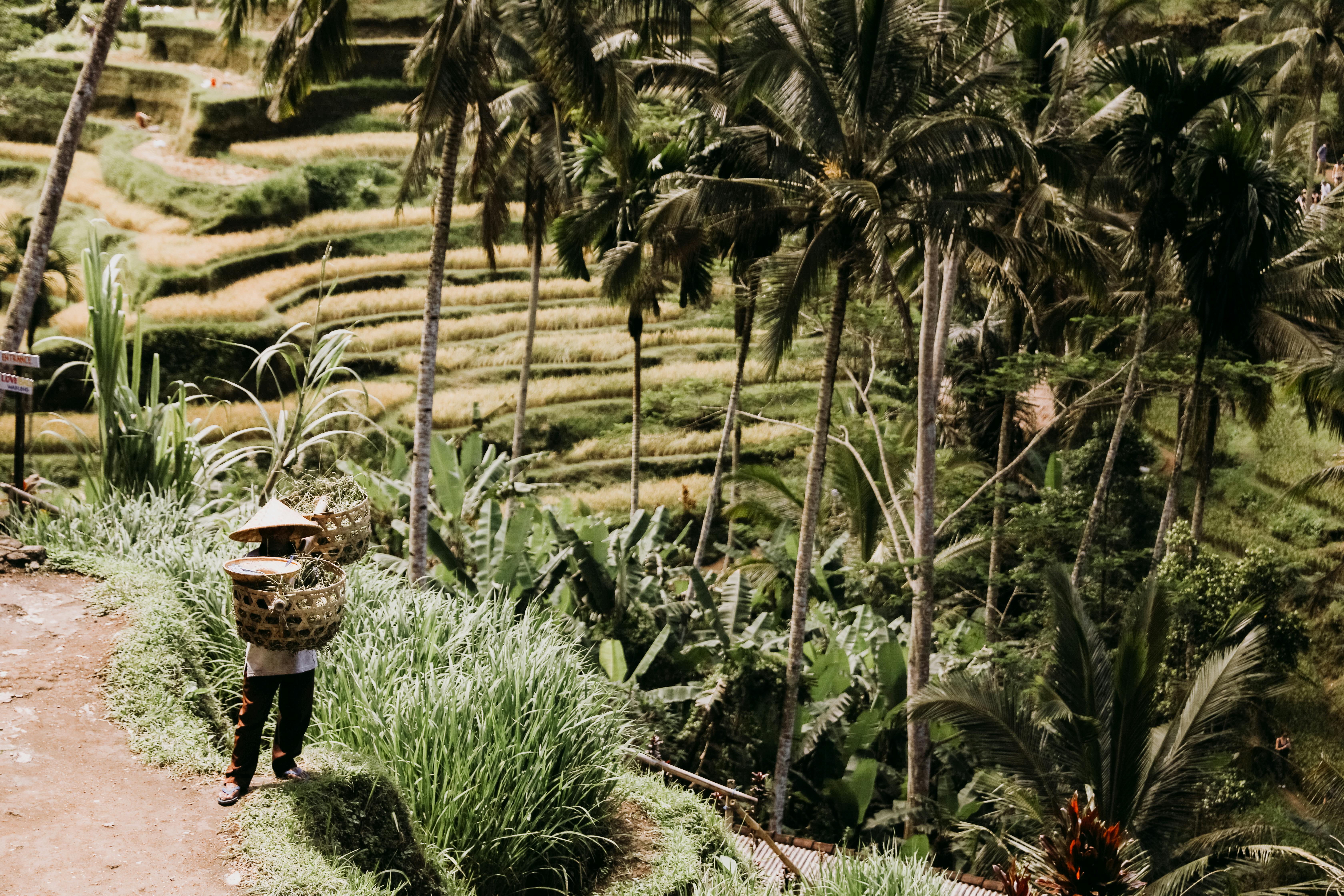 Morning light over Tegalalang rice terraces near Ubud, Bali, with farmers working the green stepped paddies and coconut palms framing the valley
