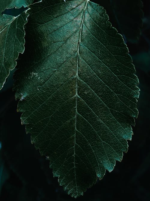 Close-Up Shot of a Green Leaf