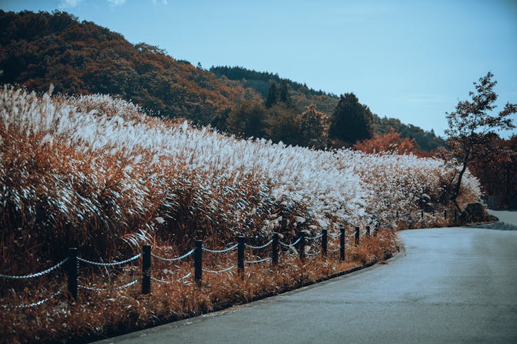 Road Near Wheat Field In Countryside