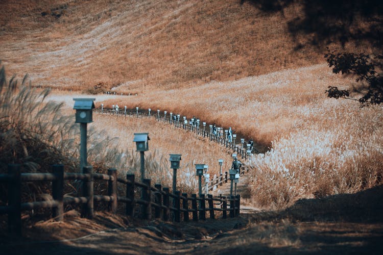 Road In Dense Wheat Fields