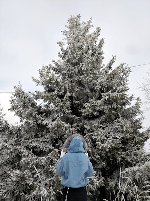 Δωρεάν στοκ φωτογραφιών με δέντρο, κατακόρυφη λήψη, κρύο