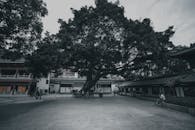 Overgrown tree on square with anonymous people in town