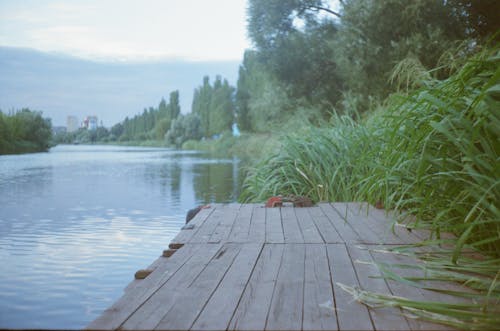 Grass and Wooden Jetty by a River