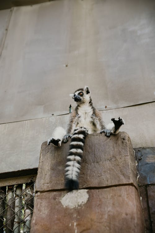 Lemur Sitting on Bedrock in City