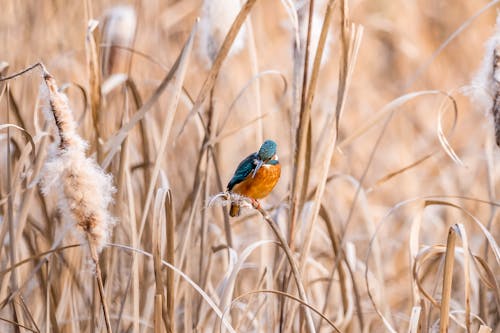 A Kingfisher Bird on the Grass