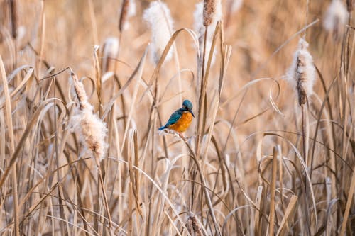 A Kingfisher Bird on the Grass