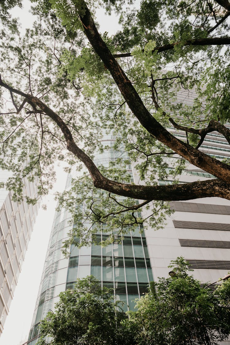 Tree Under A Skyscraper