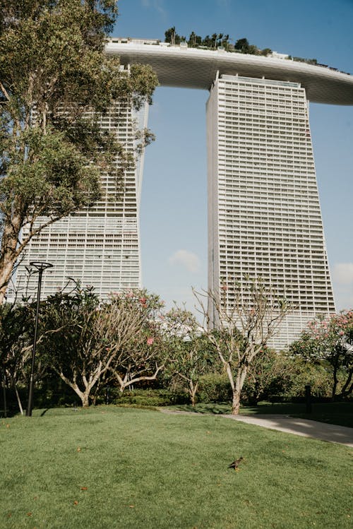 나무와 고층 빌딩 근처 푸른 잔디 필드