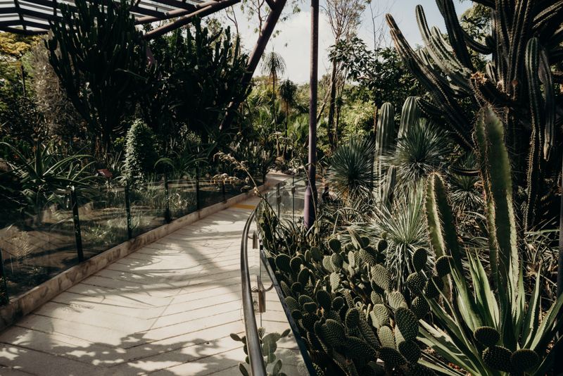 Dry-bed planting and path inside a working glasshouse