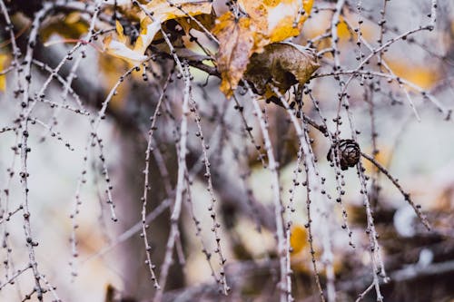 Close-up of Branches