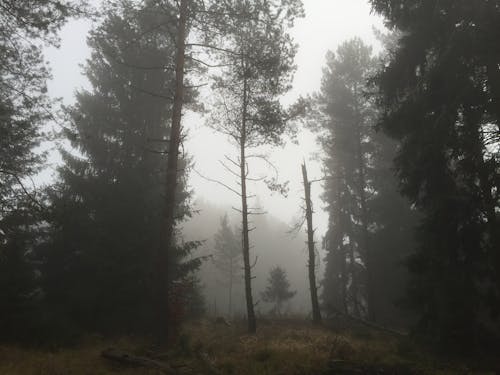 Free Evergreen Forest in Fog Stock Photo