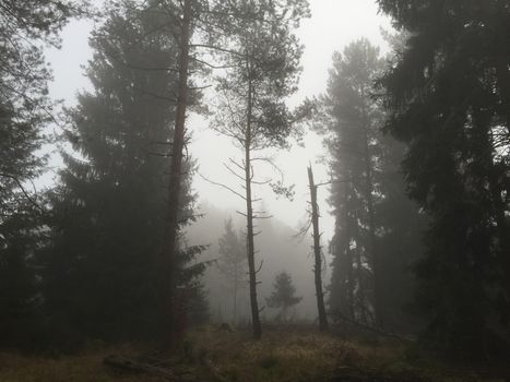 A mysterious foggy forest with tall evergreen trees creating a serene atmosphere.