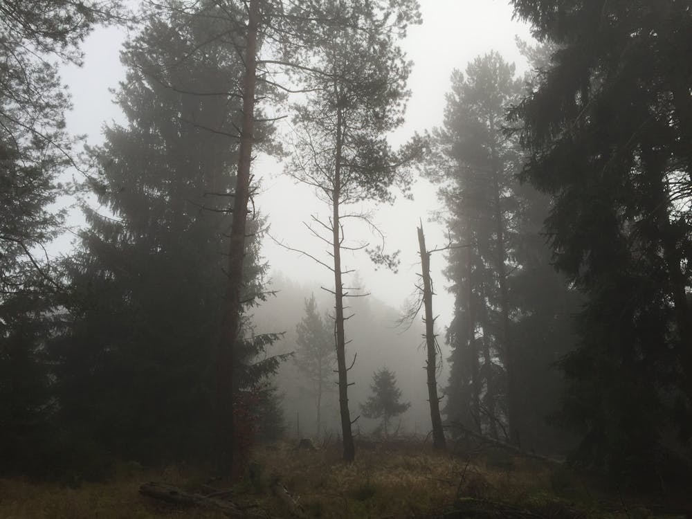 Evergreen Forest in Fog