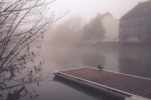 Free Pinkish Gray Photo of a Duck on a Jetty on Pond and Houses in Mist Stock Photo