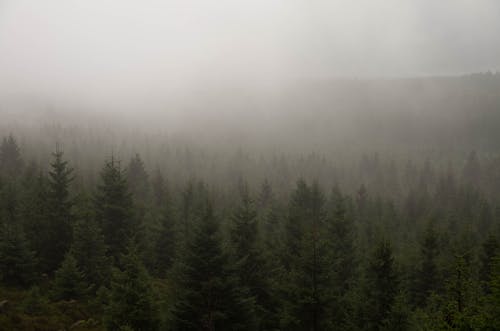 Free Forest in Mist Stock Photo