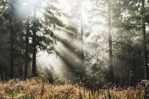 Forest on a Foggy Morning with Sun Rays and Shadows