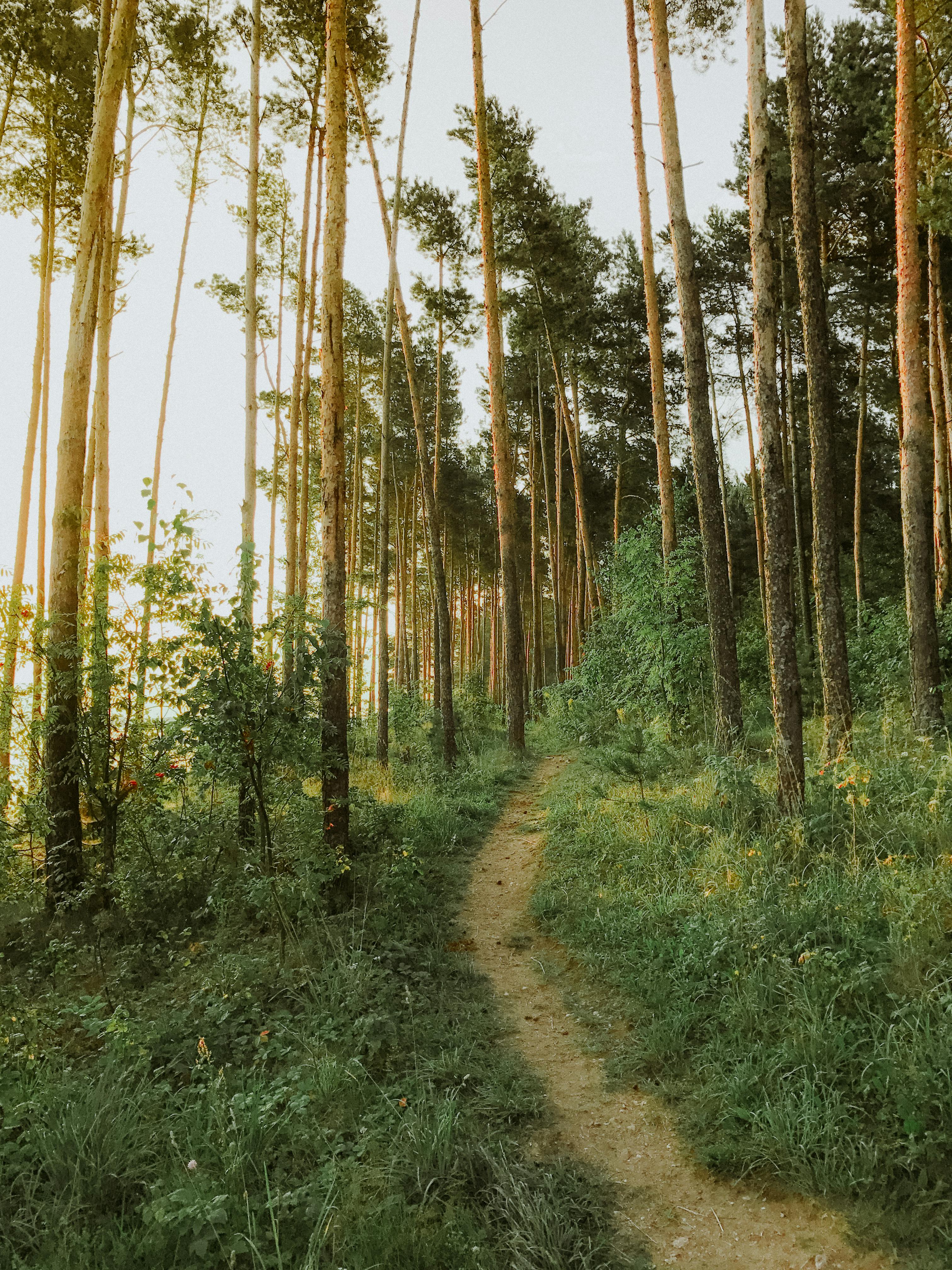 Pathway through serene forest with tall trees at sunset, creating a warm and peaceful ambiance.