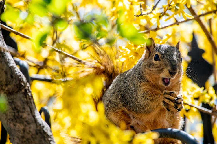 A Cute Squirrel Holding A Peanut 