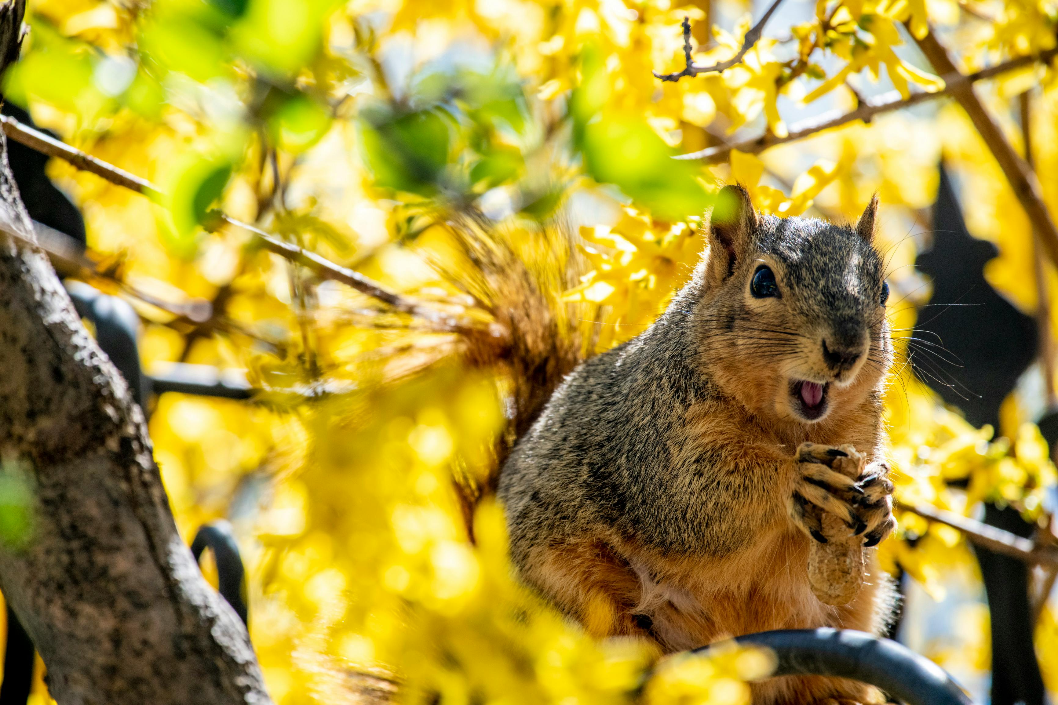 Fall Squirrel Photos, Download The BEST Free Fall Squirrel Stock Photos ...