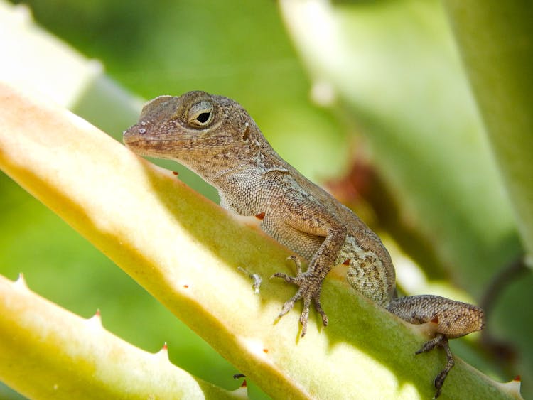 A Brown Anole On Aloe Vera Plant 