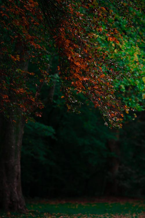 무료 가벼운, 가을, 갈색 잎의 무료 스톡 사진