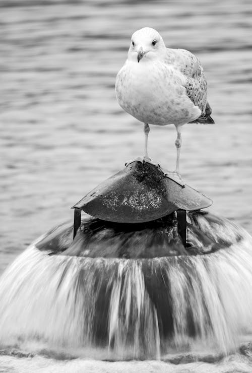 Kostenloses Stock Foto zu hocken, möwe, schwarz und weiß